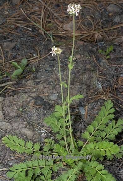 horkelia fusca var parviflora 5 graphic